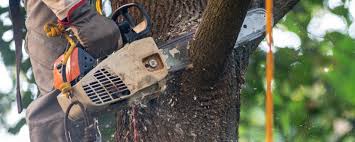 Best Commercial Tree Services  in Concordia, KS